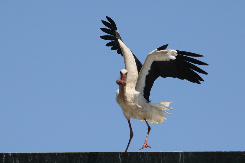 Weissstorch